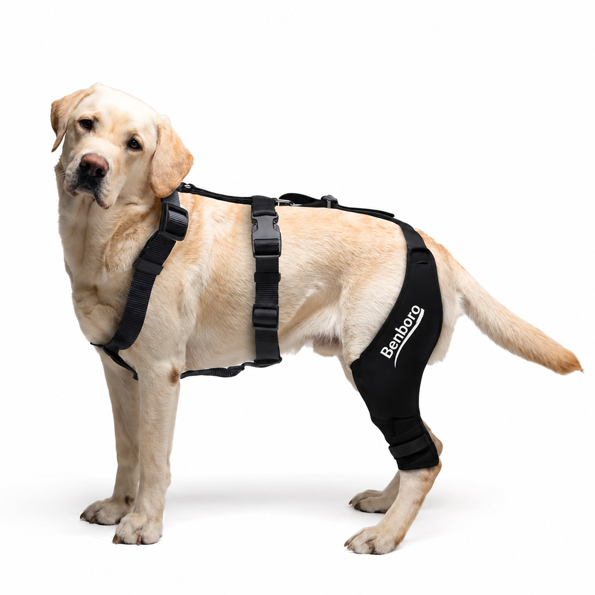 Custom Knee Brace for Dogs - Cruciate Support