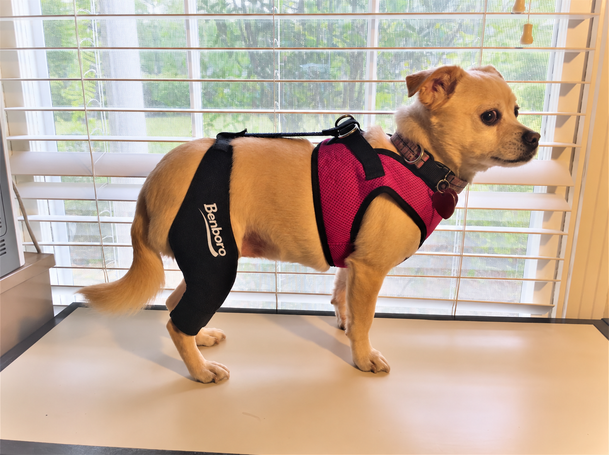Knee Brace for Dogs - Cruciate Support