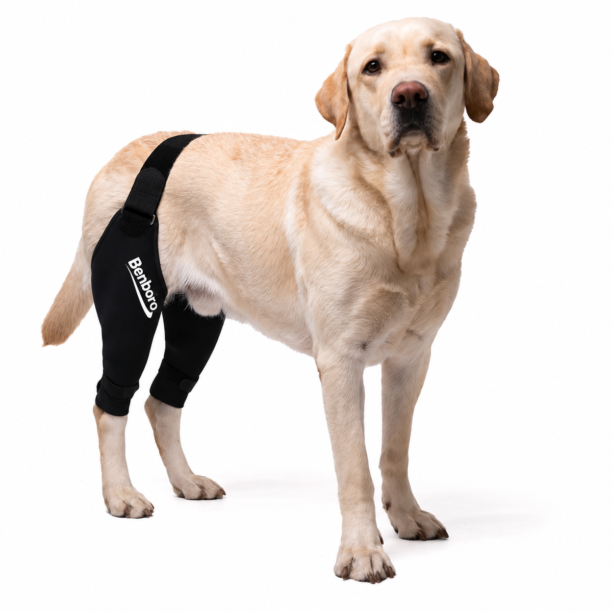 Double Knee Brace for Dogs - Cruciate Support & Pain Relief